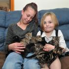 Nine kittens dumped near a swede stall yesterday settle in to their Mosgiel foster home with...