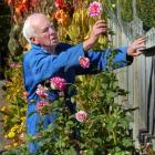 Noel Barkman examines a dahlia which will be one of many blooms cut from his Caversham garden to...