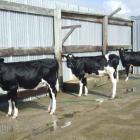 The Rapsey family's calves line up at the washing bay.