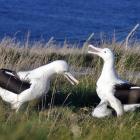 Northern royal albatrosses at Taiaroa Head, like those in this photo, got through Monday’s heat...