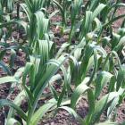 Not a true garlic, the elephant type has larger leaves and huge cloves.