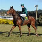 Numero De Lago, who will revert to flat racing at Ashburton tomorrow. Photo by Tayler Strong.