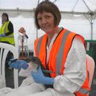 Oamaru woman Sue Downton feeds a little blue penguin in a Mount Maunganui wildlife treatment...