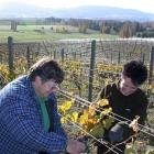Jude Sparks (left) and Pam Sinclair, both of Kurow, yesterday help complete  the grape harvest at...