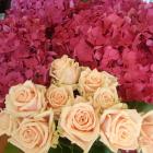 Old fashioned roses and hydrangeas from Carley Jones.