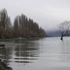 On Thursday, Lake Wanaka had filled slightly since Monday, when the willow tree (centre) was high...