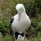 One of a female pairing of albatrosses keeps a close eye on a chick, hatched a fortnight ago, at...