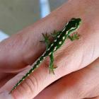 One of the offspring of a gecko that was recovered from wildlife smugglers in Dunedin earlier...