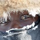 One of the photos on show at Chris McLennan's exhibition at Jacks Point is Newton Marshall -...