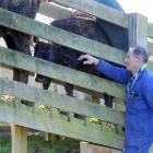Otago farmer Tony McDonnell moves cows on to a truck on Gypsy Day on Saturday. Photo by Craig...