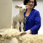 Otago Museum collections co-ordinator Cody Fraser displays some of the taxidermied sheep that...