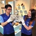 Otago Museum design services officer Shanaya Allan (right) and Li Nan, of the Shanghai Science...