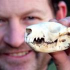 Otago Peninsula Biodiversity Group  project manager Richard Wilson holds up a possum skull. The...