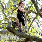 Otago Polytechnic arboriculture student Melody Jansen makes her way to the top of a plane tree in...