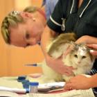 Otago Polytechnic School of Veterinary Nursing programme manager Helen Beattie checks the...