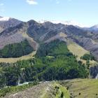Otago Regional Council candidates say the organisation's response to the wilding pine issue has...