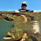 Otago Regional Council officer Dean Olsen prepares to release a brown trout he caught in the Shag...