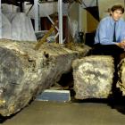 Otago Settlers Museum curator Peter Read with lengths of timber found during an archaeological...
