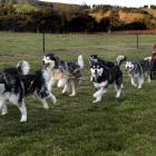 Otago Sled Dog Racing Association president Nigel Voice runs his dogs in a vineyard sled dog...