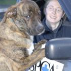 Otago SPCA animal attendant Donna Hurring (23) with Labrador-boxer cross Jack (2), a dog up for...