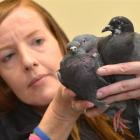 Otago SPCA inspector Julie Richardson holds drugged pigeons in Dunedin yesterday. Photo by Peter...
