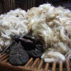 Outsize falls in wool prices contributed to lower terms of trade in March. Photo by Sally Rae.