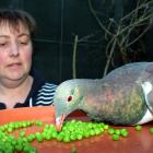 Overly familiar ... Project Kereru founder Nik Hurring feeds Bill at her kereru rehabilitation...