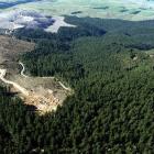 Owners of small and large forestry blocks, such as this one being felled for processing in...