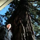 Pact property manager Ferdi Koen demonstrates the size of the gigantic wellingtonia tree growing...
