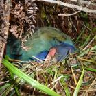 Paku on the nest.  Male and female birds share the 
...