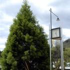 The sequoia by the clock tower in the Palmerston town centre was planted at the time of the...