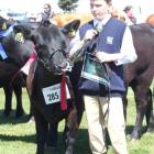 Patrick Forbes (12) leads an Angus heifer for North Otago Angus breeders Neil and Rose Sanderson....