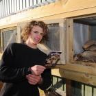 Patrick Gallagher gets the cages ready for patients at the Orokonui Ecosanctuary's new lizard...