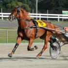Pattisun, winner of four races this season and an entrant for Addington on Saturday night. Photo...