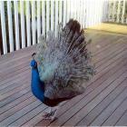 Peacock on the loose, George, stops to show off his tail feathers on the deck of Linda Jamieson,...