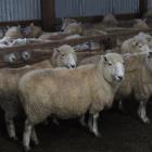 Perendale ewes. Photo by ODT.