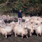 PGG-Wrightson sees a future in the strong-wool market. Photo by Neal Wallace.