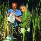 Phil Bishop (right) and Russell Poulter check the frog population. Photo from the University of...