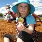 Phoebe Harrex (3), of St Bathans, shows off her prize during the Sawdust Dig for the Kids at the...