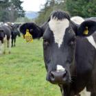 PHOTO: GERARD O’BRIEN