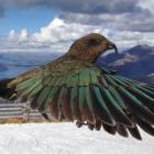 Photo taken by Geoff Marks of the supposed photobombing kea.