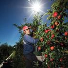 A Scales Corp orchard in Hawkes Bay. Scales’ brand Mr Apple’s  volumes are up 15% for 2015, with...
