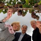 Picking grapes for tasting near Cromwell are  (from left)  Australian Governor-General Quentin...
