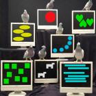 Pigeons are pictured with patterns used in numeric testing. Photo supplied.