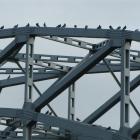 Pigeons roosting on the Alexandra bridge will soon be culled. Photo by Sarah Marquet.