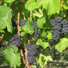 Pinot noir grapes midway through veraison, the colouring and ripening process. Photo from <i>ODT<...