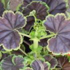 Pinto geranium, under $10