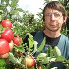 Pipfruit New Zealand director and Ettrick apple grower Stephen Darling with some of his Royal...