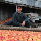 Pipfruit New Zealand director and Teviot orchardist Stephen Darling keeps an eye on some Royal...