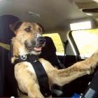 Porter, one of the SPCA's driving dogs. Photo Youtube